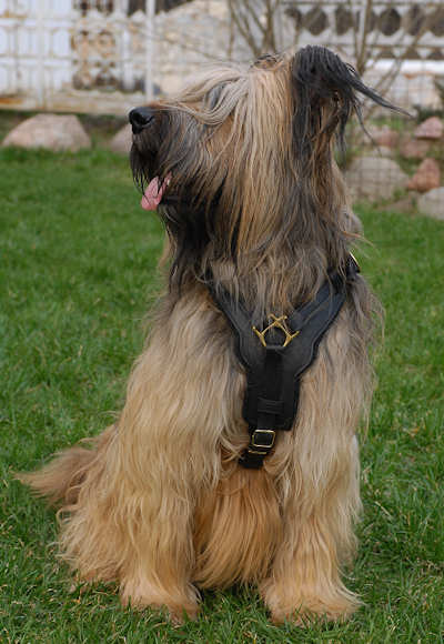 Exclusive Luxury Handcrafted Padded Leather Dog Harness Briard