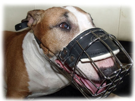 bull terrier muzzle - good fit muzzle for Bull Terrier dog