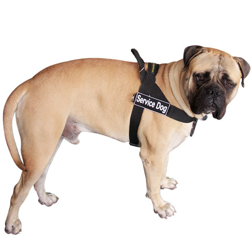 bullmastiff dog harness - h17