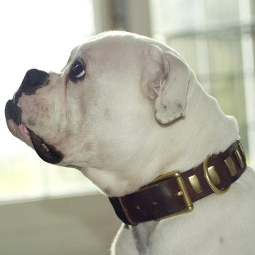 american bulldog leather dog collar