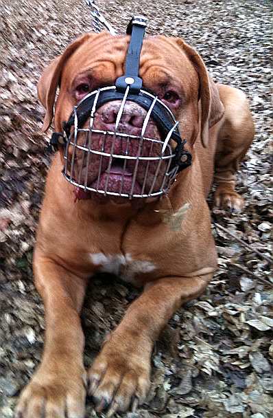 dogue de bordeaux muzzle