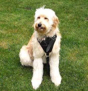 Spinone Italiano Leather Dog Harness - padded dog harness