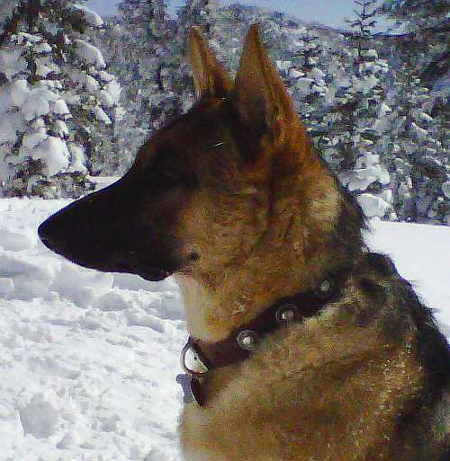 Luca the german shepherd with leather dog collar in brown