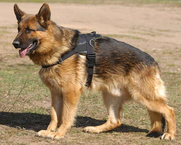 Nylon multi-purpose dog harness for tracking/pulling-Shepherd