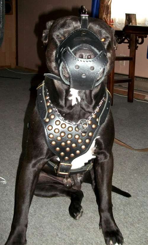 pitbull studded dog harness made of leather and with padding