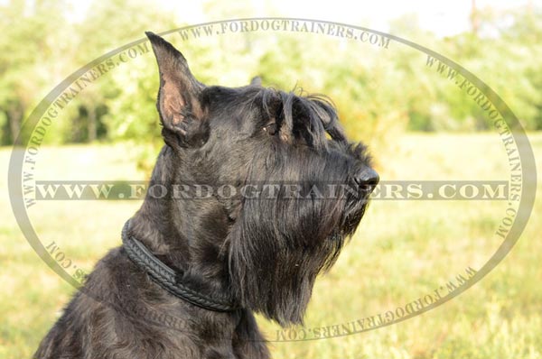 Braided Leather Collar